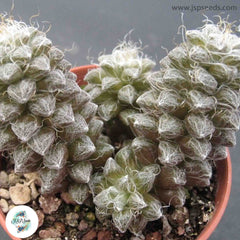 Anacampseros baeseckei / 40 seeds Anacampseros baeseckei / 40 seeds