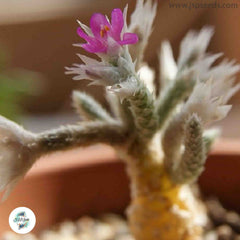 Avonia dinteri / 40 seeds Avonia dinteri / 40 seeds