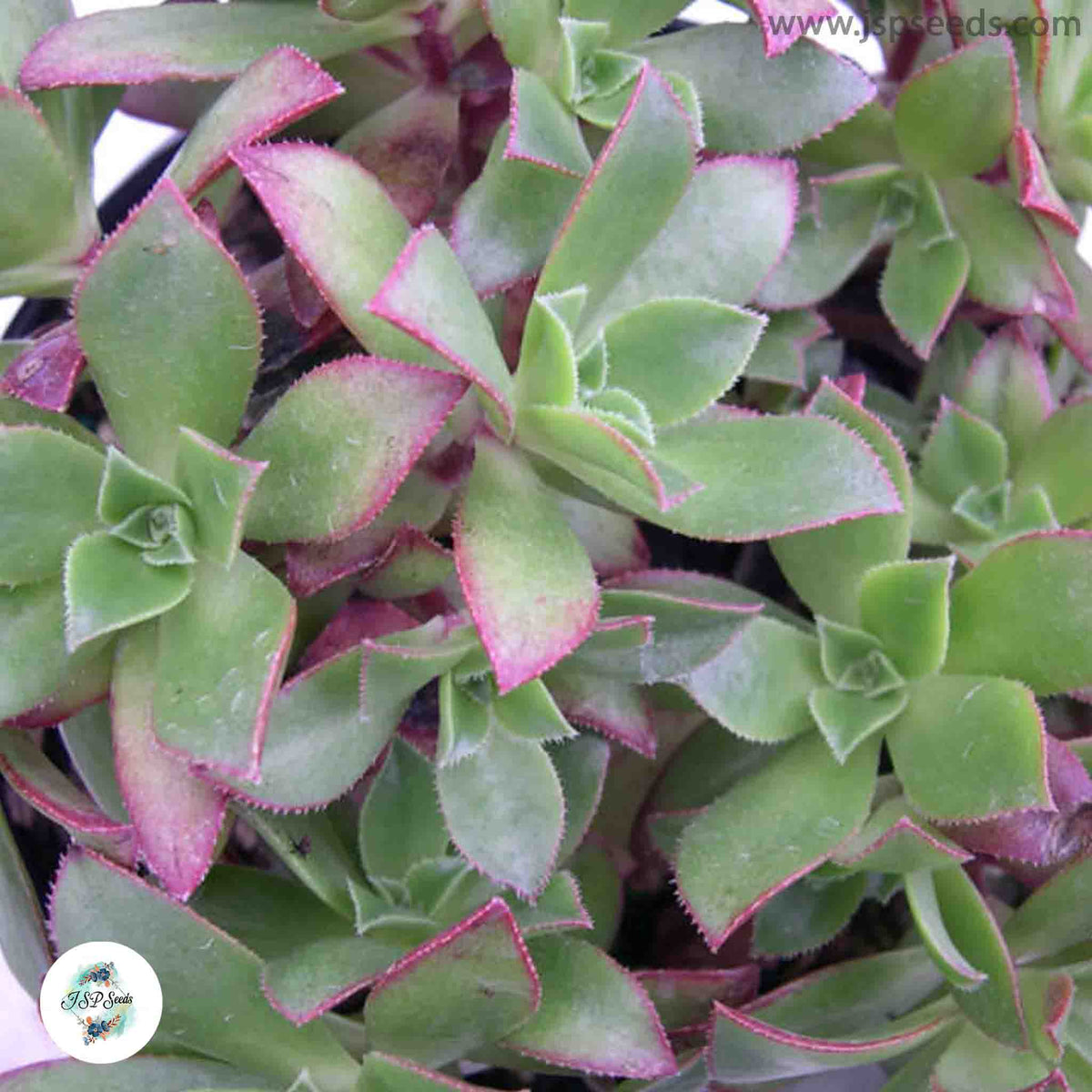 Aeonium decorum / 40 seeds (Green Pinwheel)