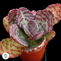 Kalanchoe humilis (Spotted kalanchoe) / 40 seeds Kalanchoe humilis (Spotted kalanchoe) / 40 seeds