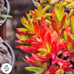 Crassula capitella ssp thyrsiflora / 40 seeds (Red Pagoda) Crassula capitella ssp thyrsiflora / 40 seeds (Red Pagoda)