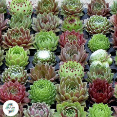 Sempervivum Mix / 40 seeds (Hen and Chick, Houseleeks) Sempervivum Mix / 40 seeds (Hen and Chick, Houseleeks)