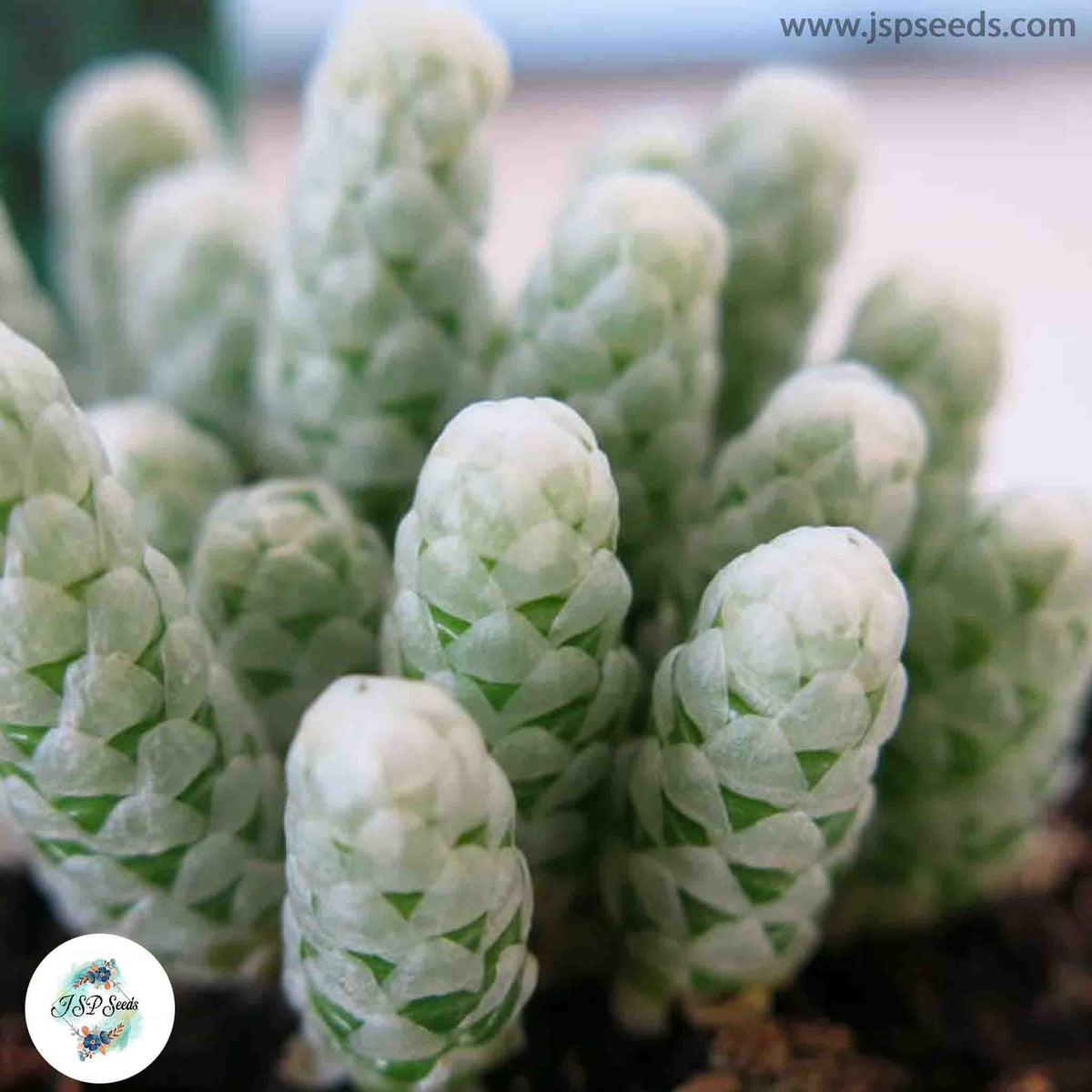 Avonia papyracea (Anacampseros papyracea) / 40 seeds