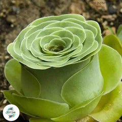Greenovia dodrantalis / 40 seeds Greenovia dodrantalis / 40 seeds