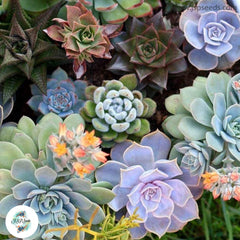 Aeonium seeds mix / 40 seeds Aeonium seeds mix / 40 seeds