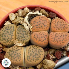 Lithops fulviceps / Living stones / 40 seeds Lithops fulviceps / Living stones / 40 seeds