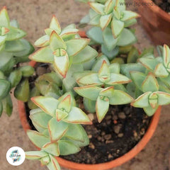 Crassula rupestris / 40 seeds (Kebab bush) Crassula rupestris / 40 seeds (Kebab bush)