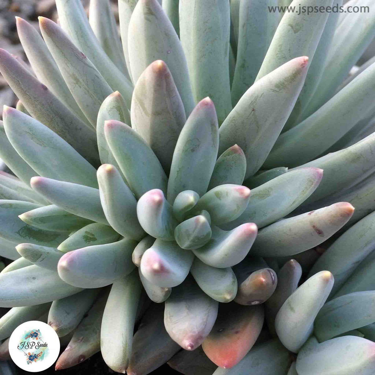 Pachyphytum hookeri / 40 seeds