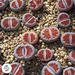 Lithops karasmontana  / 40 seeds Lithops karasmontana  / 40 seeds