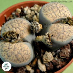 Lithops verruculosa v. glabra C160 / 40 seeds (living stones) Lithops verruculosa v. glabra C160 / 40 seeds (living stones)