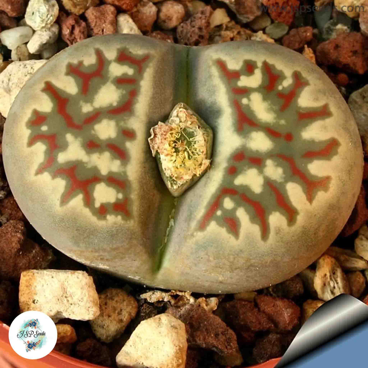 Lithops dorotheae C124 / Living stones / 40 seeds