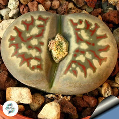 Lithops dorotheae C124 / Living stones / 40 seeds Lithops dorotheae C124 / Living stones / 40 seeds
