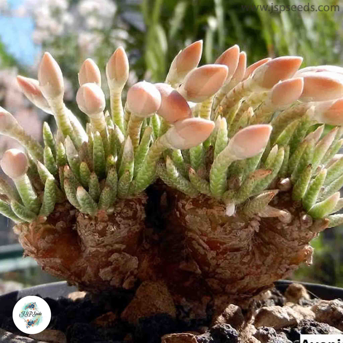 Avonia quinaria ssp quinaria / 40 seeds (Anacampseros)