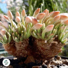 Avonia quinaria ssp quinaria / 40 seeds (Anacampseros) Avonia quinaria ssp quinaria / 40 seeds (Anacampseros)