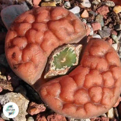 Lithops karasmontana ‘Tischeri’ C182 / Living stones / 40 seeds Lithops karasmontana ‘Tischeri’ C182 / Living stones / 40 seeds