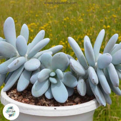 Pachyphytum cuicatecanum / 40 seeds Pachyphytum cuicatecanum / 40 seeds