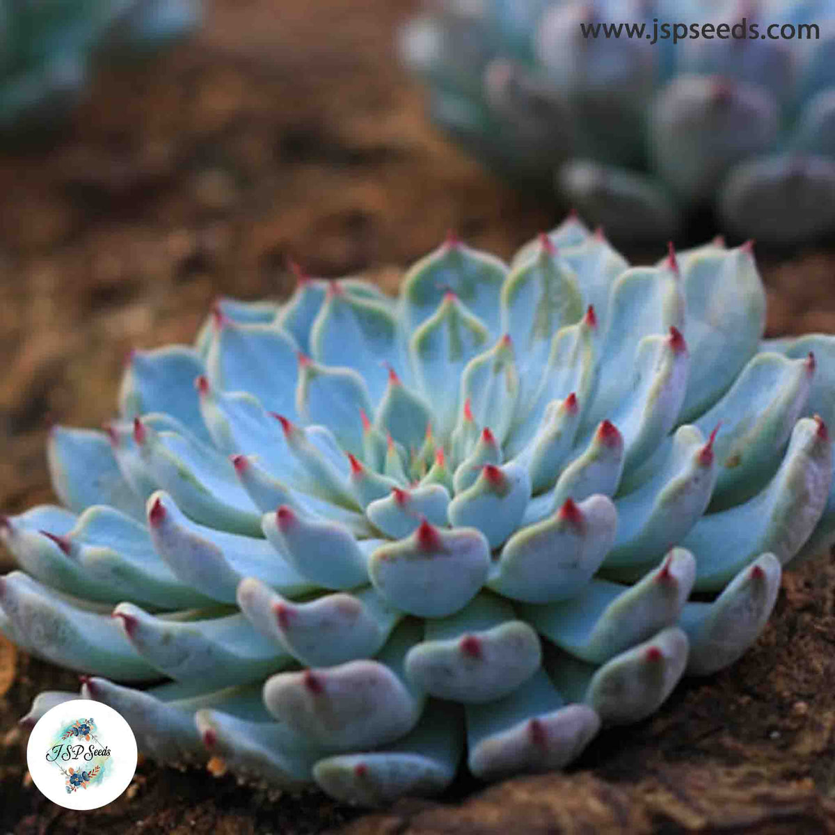 Echeveria cuspidata v gemmula / 40 seeds