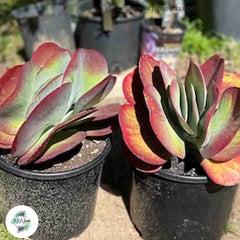 Kalanchoe thyrsiflora / 40 seeds Kalanchoe thyrsiflora / 40 seeds