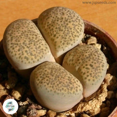 Lithops terricolor C134 (Prince Albert Form) / 40 seeds (Living Stones) Lithops terricolor C134 (Prince Albert Form) / 40 seeds (Living Stones)