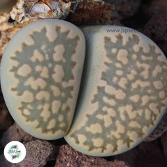 Lithops hallii C087 / 40 seeds (salicola reticulata) Lithops hallii C087 / 40 seeds (salicola reticulata)