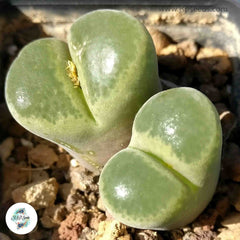 Conophytum praesectum / 40 seeds Conophytum praesectum / 40 seeds