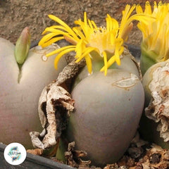 Lithops steineckeana C388 / Living stones / 40 seeds Lithops steineckeana C388 / Living stones / 40 seeds