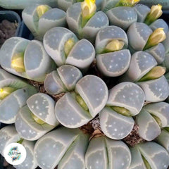 Lithops olivaceae C109 / 40 seeds (Living Stones) Lithops olivaceae C109 / 40 seeds (Living Stones)