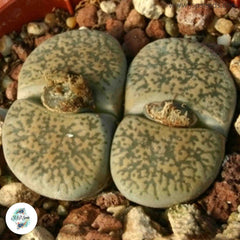 Lithops leslieai C341 (Kimberley form) / Living stones / 40 seeds Lithops leslieai C341 (Kimberley form) / Living stones / 40 seeds