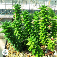 Astroworthia bicarinata / 40 seeds per pack Astroworthia bicarinata / 40 seeds per pack