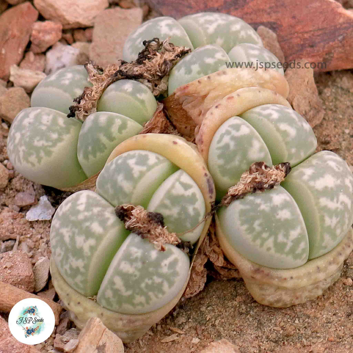 Lithops geyeri / Living stones / 40 seeds