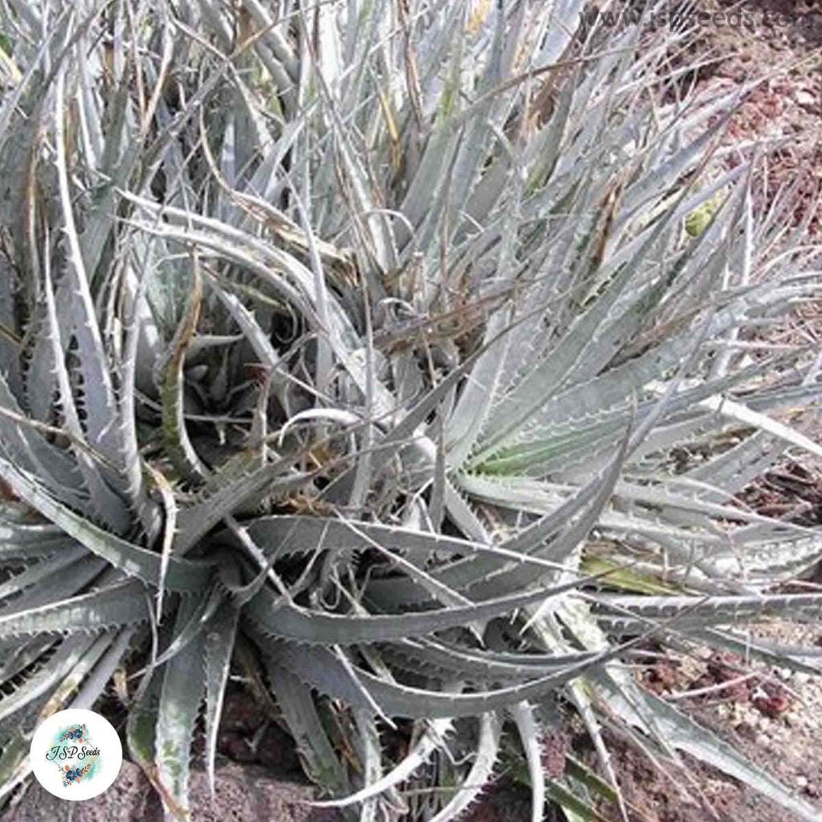 Dyckia velascana / 40 seeds