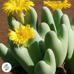 Conophytum bilobum / 40 seeds (Living Pebbles) Conophytum bilobum / 40 seeds (Living Pebbles)