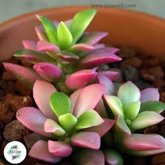 Anacampseros telephiastrum / 40 seeds Anacampseros telephiastrum / 40 seeds