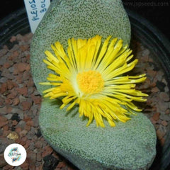 Pleiospilos bolusii / 40 seeds (Mimicry plant) Pleiospilos bolusii / 40 seeds (Mimicry plant)