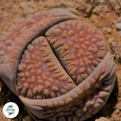 Lithops villetii ssp deboeri C231 / 40 seeds Lithops villetii ssp deboeri C231 / 40 seeds