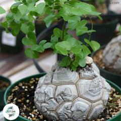 Dioscorea elephantipes / 40 seeds (Elephant’s foot, Turtle back plant) Dioscorea elephantipes / 40 seeds (Elephant’s foot, Turtle back plant)