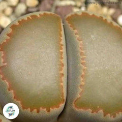 Lithops villetii ssp kennedyi C200A / 40 seeds (living stones) Lithops villetii ssp kennedyi C200A / 40 seeds (living stones)