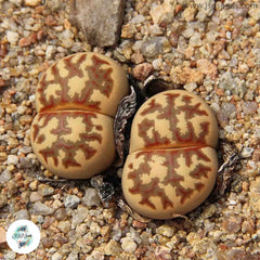 Lithops dorotheae C300 / Living stones / 40 seeds Lithops dorotheae C300 / Living stones / 40 seeds