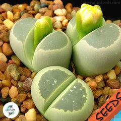 Lithops olivaceae C055 / 40 seeds (Living Stones) Lithops olivaceae C055 / 40 seeds (Living Stones)
