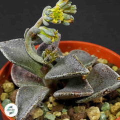 Lenophyllum guttatum / 40 seeds (Sharpleaf lenophyllum) Lenophyllum guttatum / 40 seeds (Sharpleaf lenophyllum)