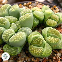 Lithops julii ssp. fulleri ‘Fullergreen’ C056A / Living stones / 40 seeds Lithops julii ssp. fulleri ‘Fullergreen’ C056A / Living stones / 40 seeds