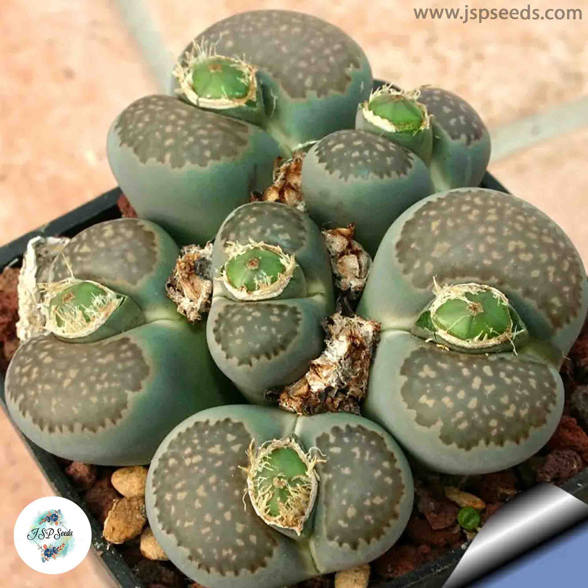 Lithops salicola C086 / Living stones / 40 seeds