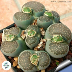Lithops salicola C086 / Living stones / 40 seeds Lithops salicola C086 / Living stones / 40 seeds