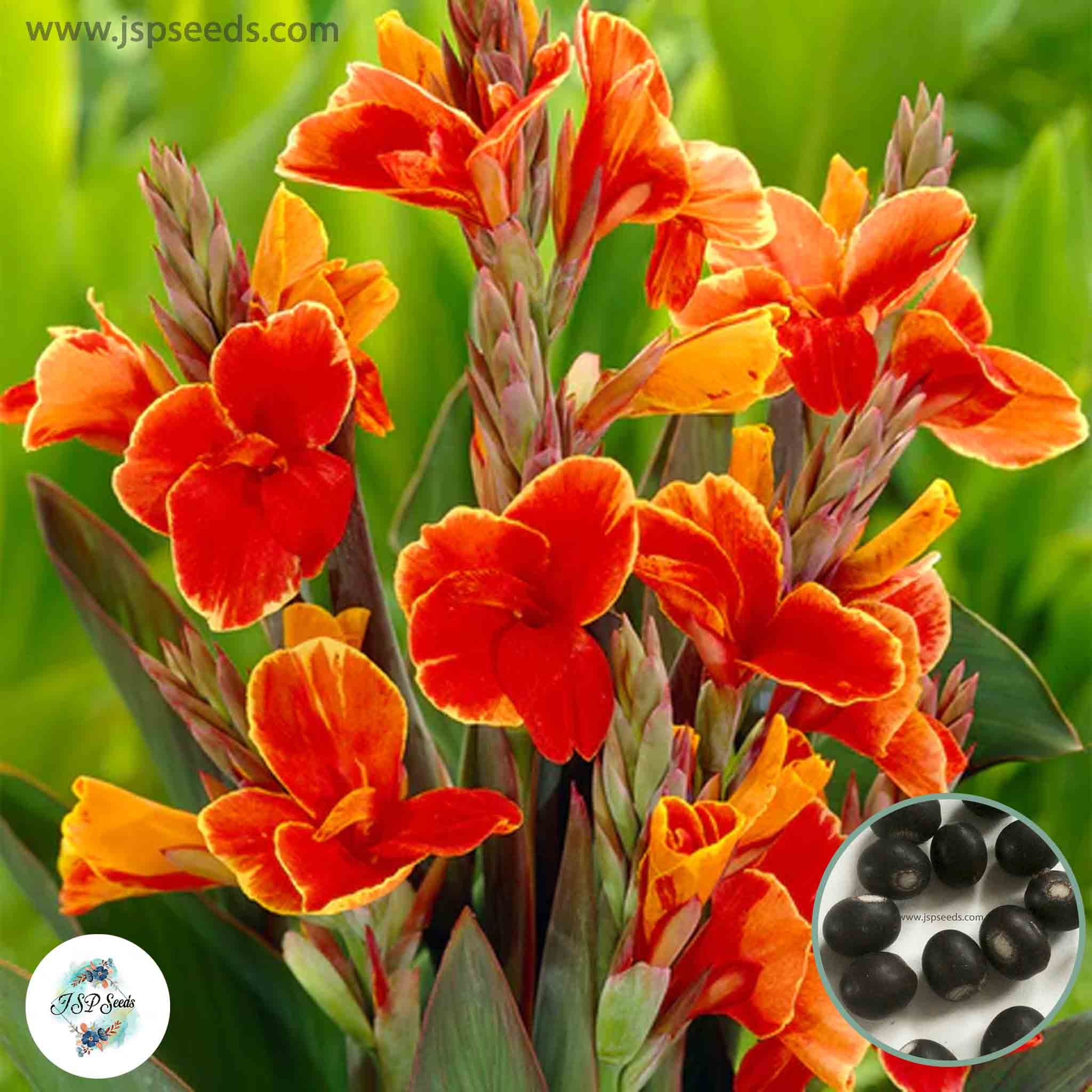 indian shot plant seeds 30 Rosemond Coles CANNA LILY Indian Shot Canna Indica Cannaceae Flower – JSPSeeds
