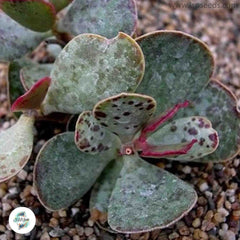 Adromischus inamoenus / 40 seeds Adromischus inamoenus / 40 seeds