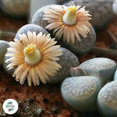 Lithops verruculosa / Living stones / 40 seeds Lithops verruculosa / Living stones / 40 seeds