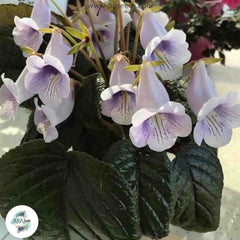 Sinningia eumorpha / 40 seeds Sinningia eumorpha / 40 seeds