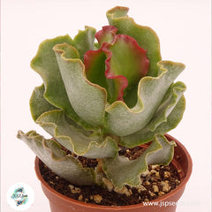 Adromischus sphenophyllus / 40 seeds Adromischus sphenophyllus / 40 seeds