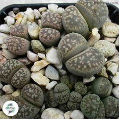 Lithops hermetica C397 / Living stones / 40 seeds Lithops hermetica C397 / Living stones / 40 seeds