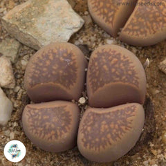 Lithops comptonii C377 / 40 seeds (Living Stones) Lithops comptonii C377 / 40 seeds (Living Stones)